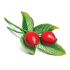 ROSE HIP